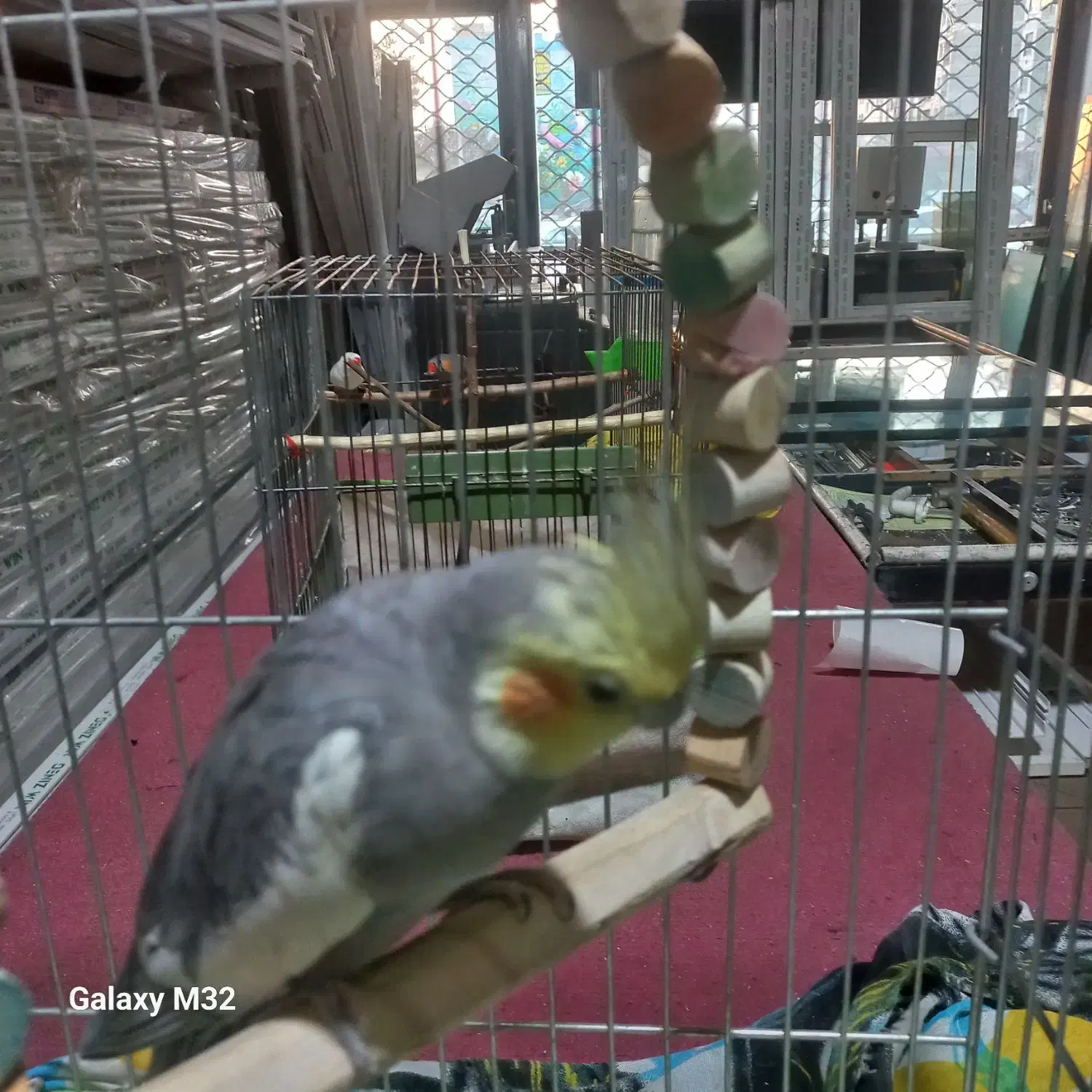 فروشی عروس|پرنده|تهران, افسریه جنوبی|دیوار