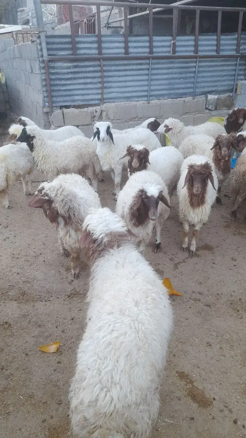 فروش بره|حیوانات مزرعه|کارزان, |دیوار