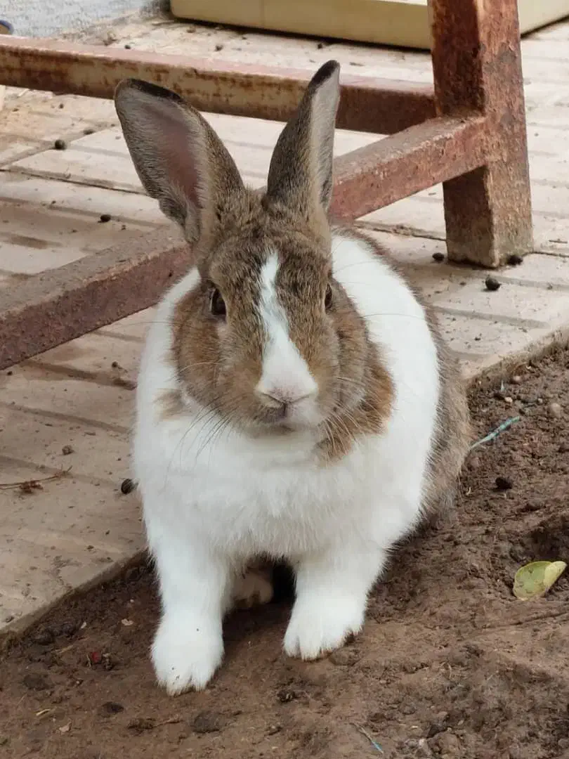 فروش تعدادی خرگوش نروماده|موش و خرگوش|برازجان, |دیوار