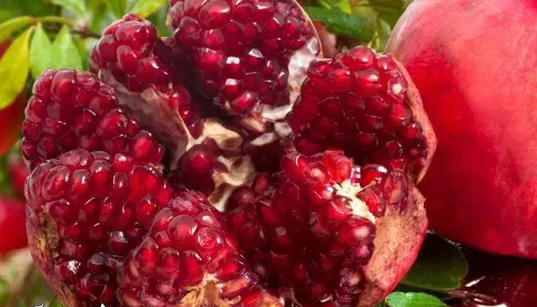 پیشفروش نهال انار ساوه|خدمات باغبانی و درختکاری|اصلاندوز, |دیوار