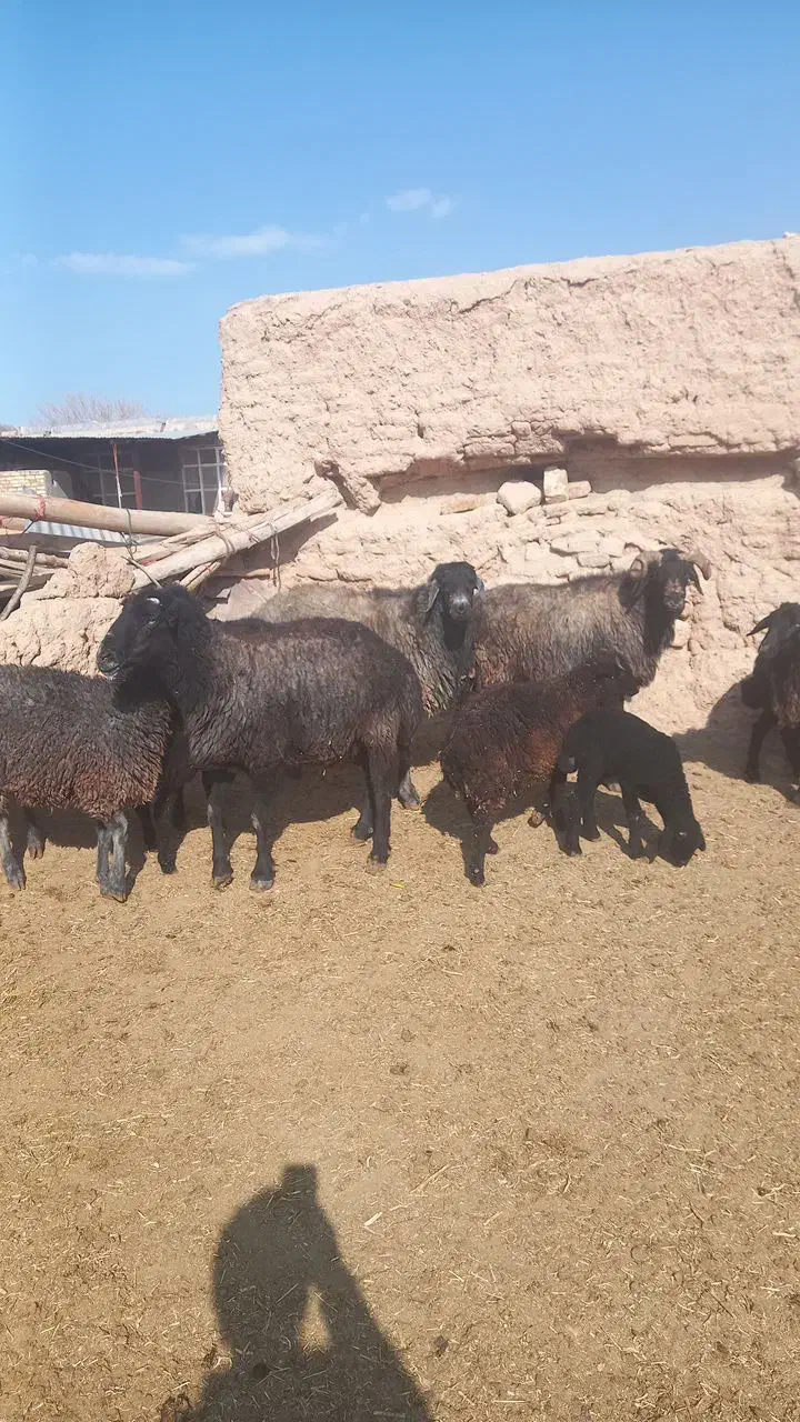 سه قوچ به فروش میرسد|حیوانات مزرعه|ساروق, |دیوار