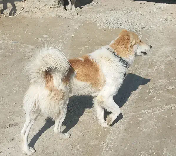 سگ نگهبان|سگ|بجنورد, |دیوار