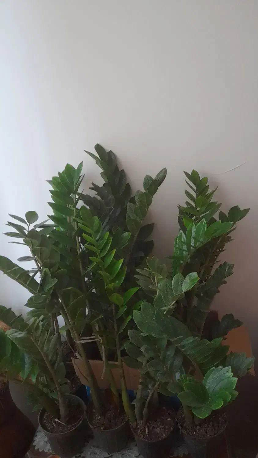 پک اقتصادی روز مادر|حراج|همدان, |دیوار