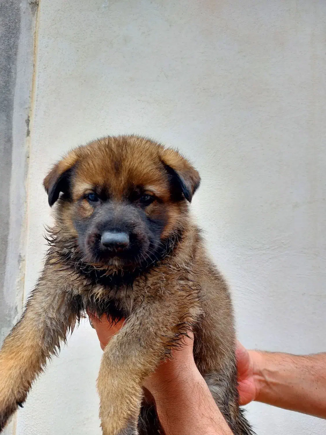 توله سگ|سگ|لاهیجان, پردسر|دیوار