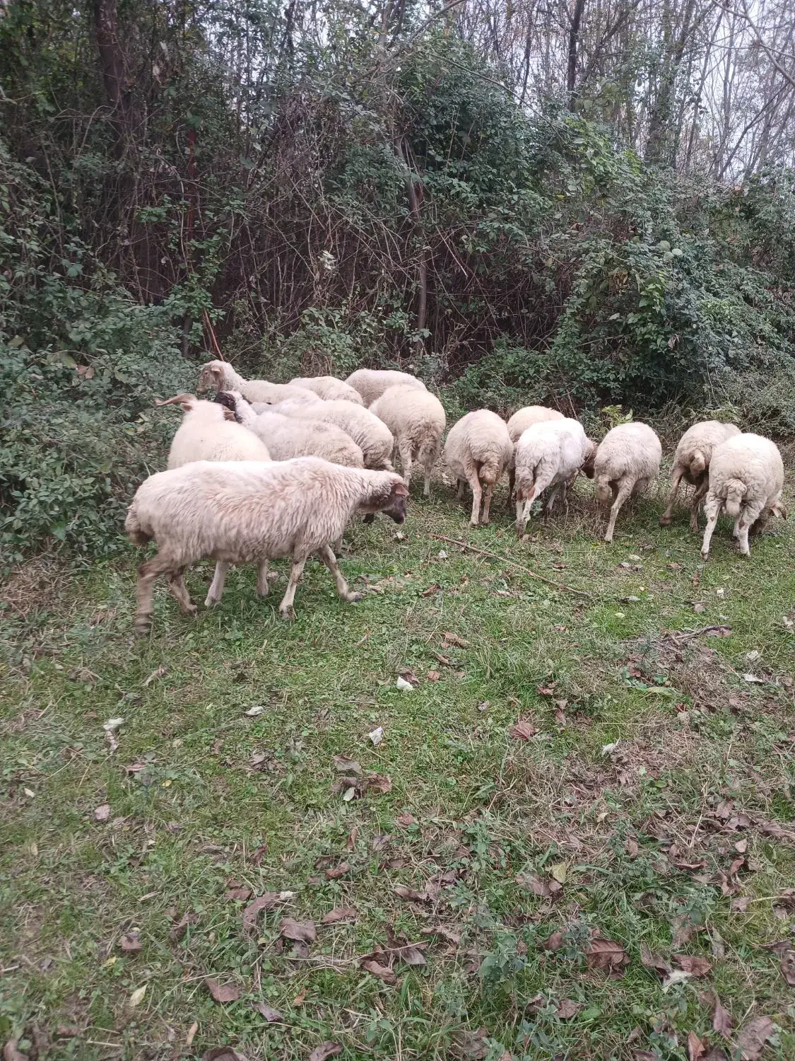 گوسفندحامله وزنده موجودهست|حیوانات مزرعه|ماسال, |دیوار