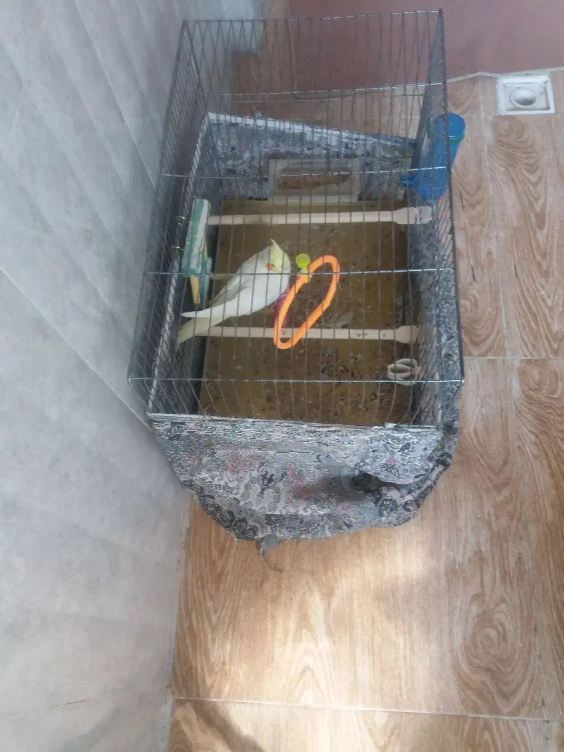 فروش عروس هلندی نر دستی|پرنده|گلپایگان, |دیوار