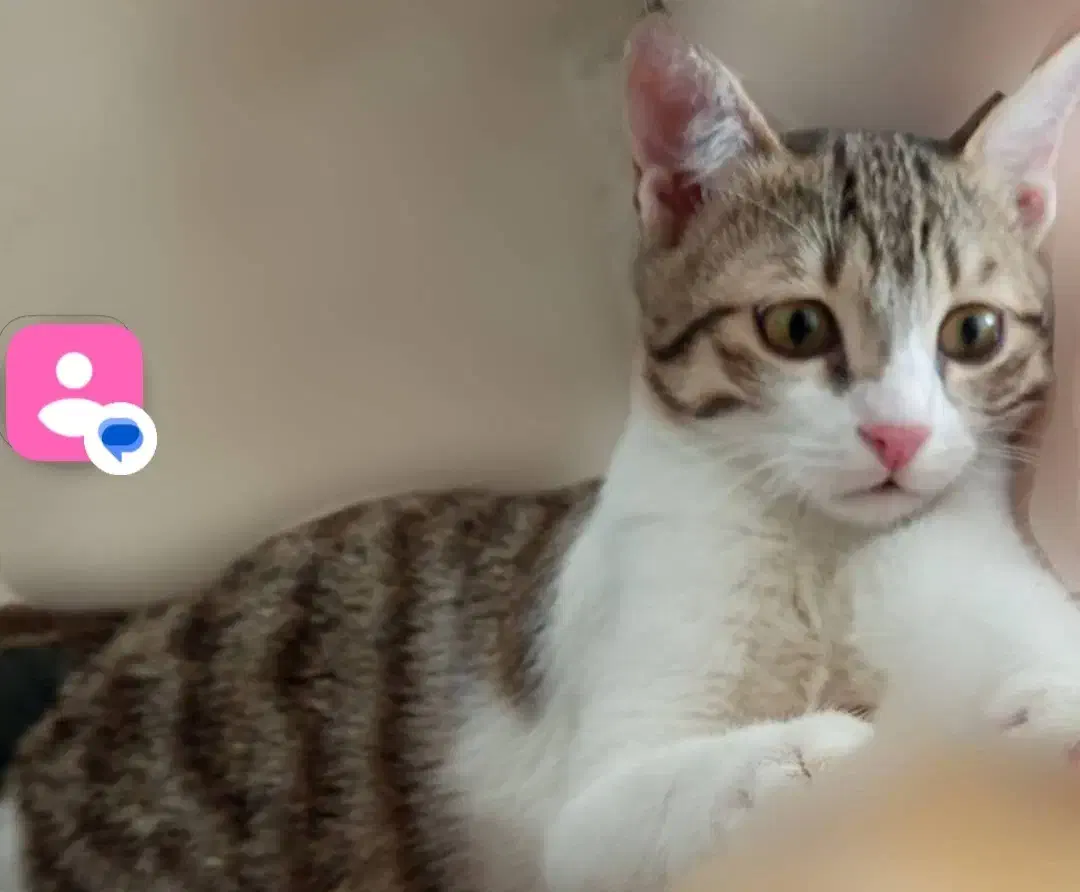 واگزازی گربه خانگی|گربه|کامیاران, |دیوار