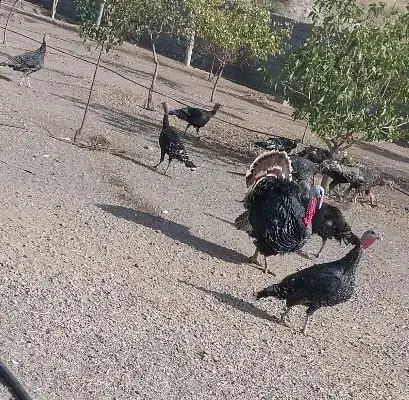 تعدادی بوقلمون|حیوانات مزرعه|میانه, |دیوار