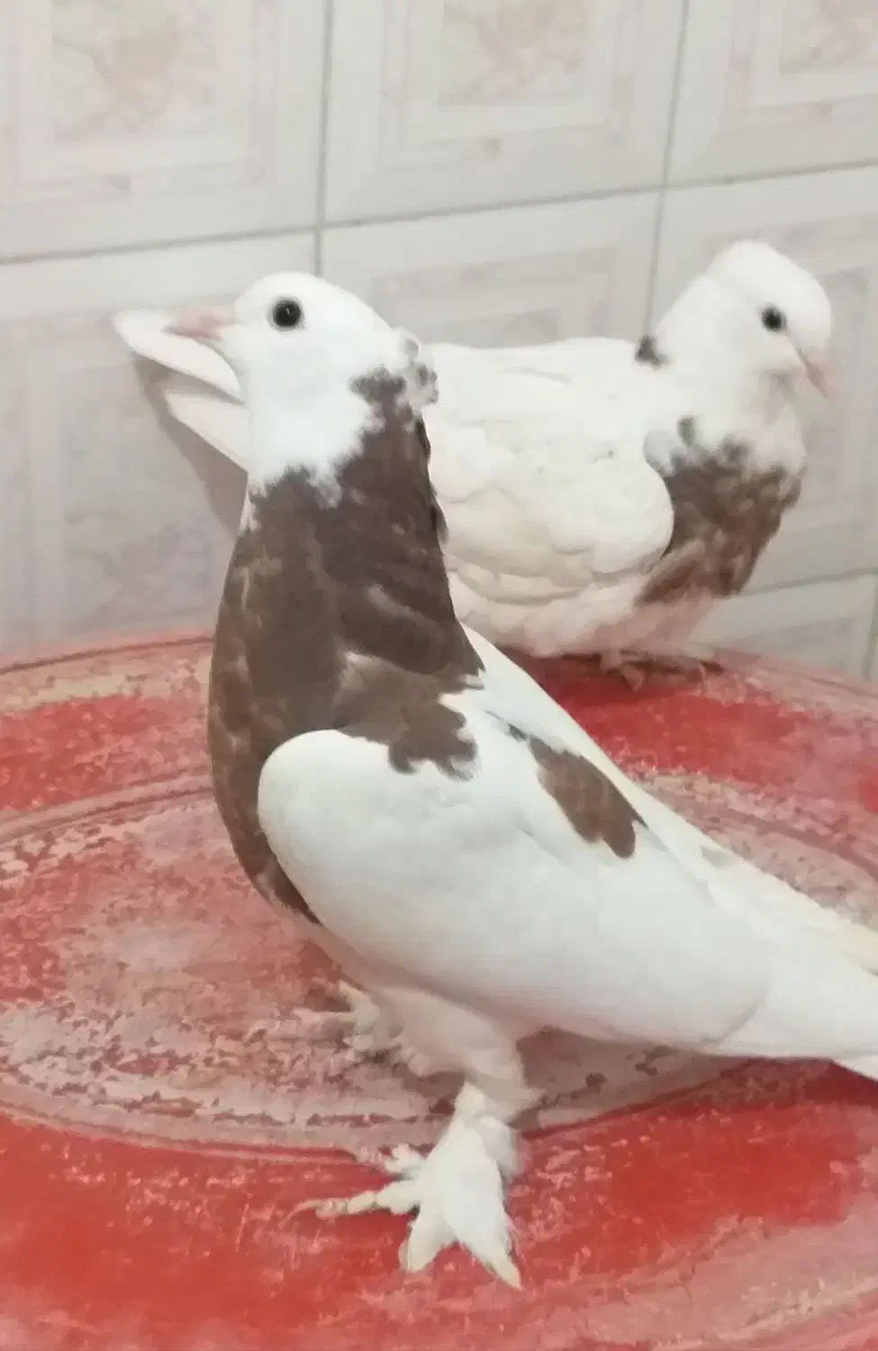 کبوتر‌طوقی مفلق|پرنده|اصفهان, مسجد مصلی|دیوار