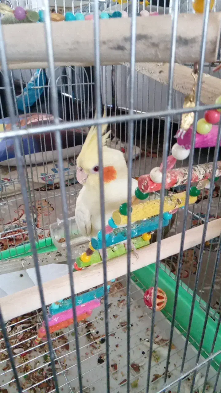 عروس هلندی نرماده رام|پرنده|سنقر, |دیوار