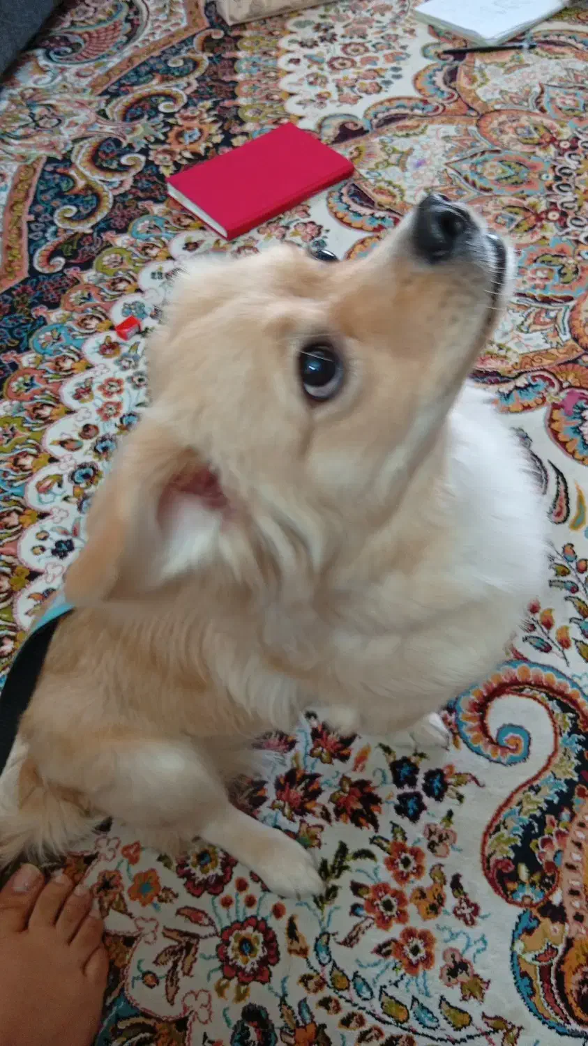 سگ اشپیدز گلدن|سگ|قدس, شهر‌قدس|دیوار