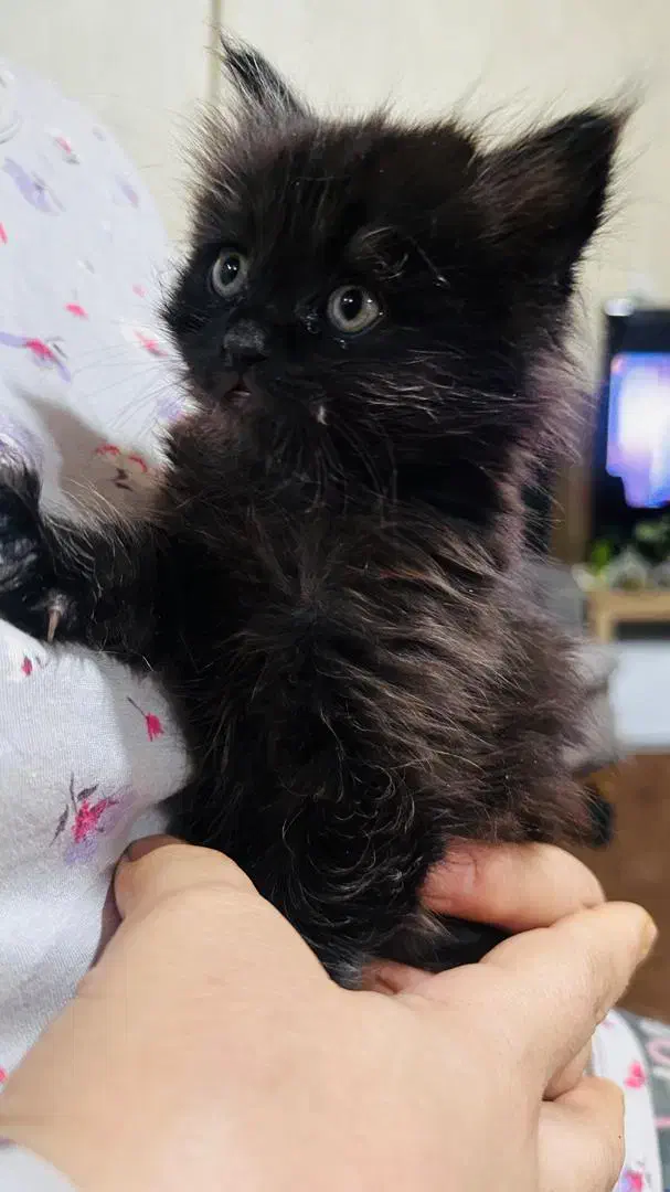 واگذاری گربه ناز خونگی|گربه|کرمان, |دیوار