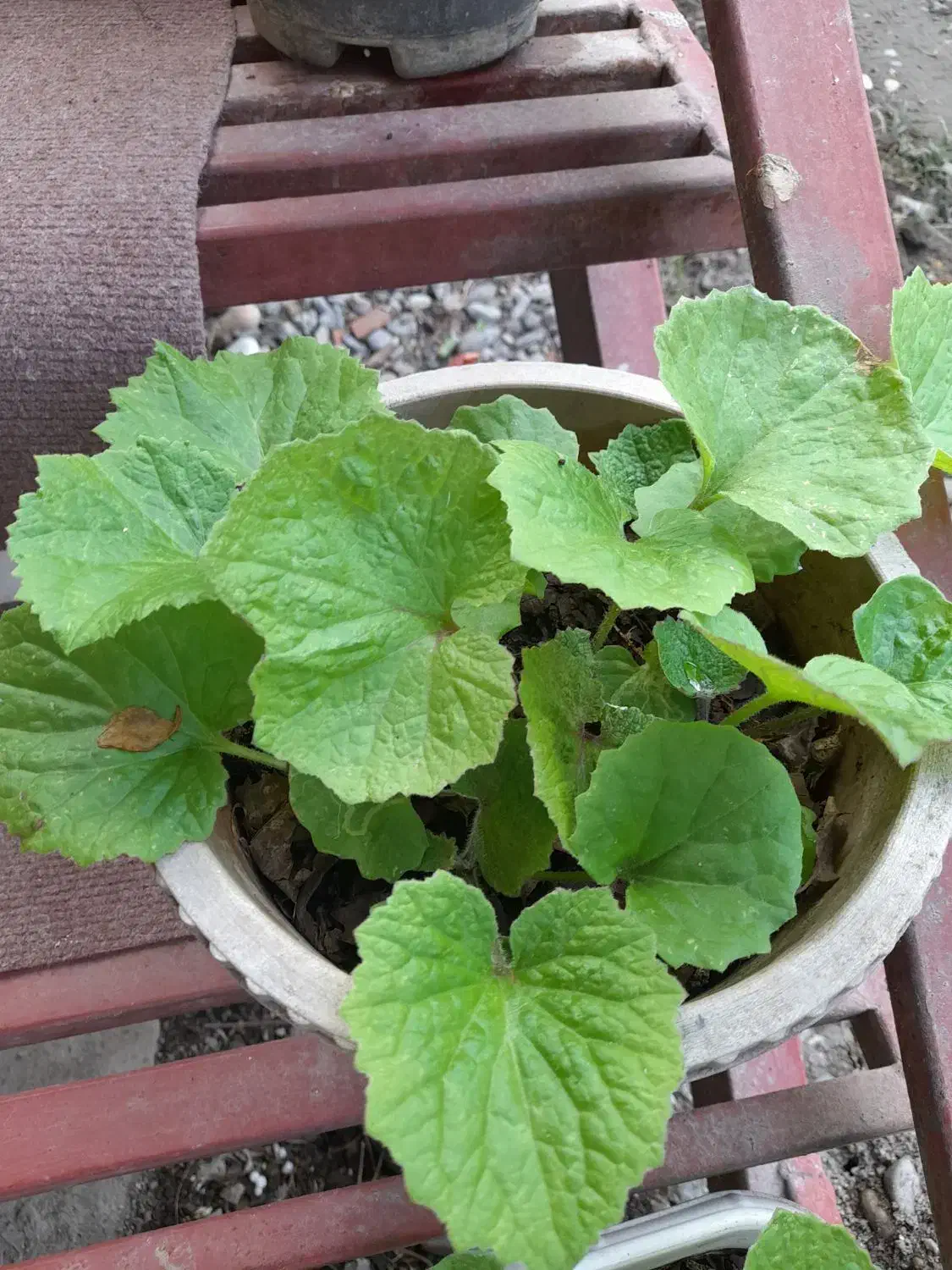 گل سینره امسال|گل و گیاه طبیعی|تالش, هشتپر|دیوار