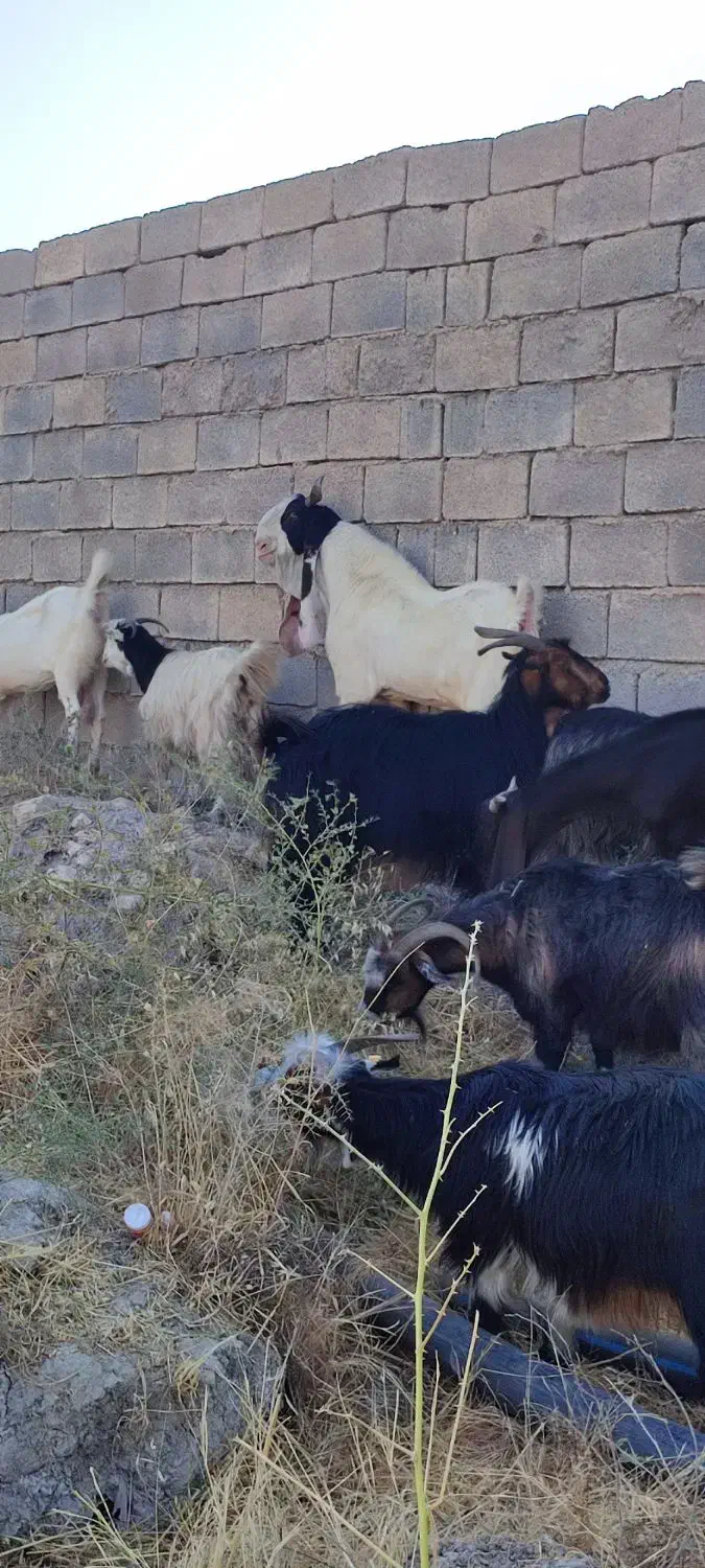 یک راس بز نر گلابی با شش بز گلابی ونژدی|حیوانات مزرعه|باغ ملک, |دیوار