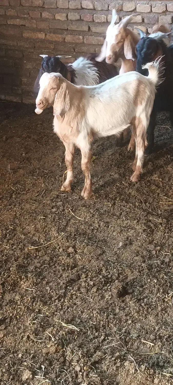 بزبزغاله|حیوانات مزرعه|تربتحیدریه, پائین ولایت|دیوار