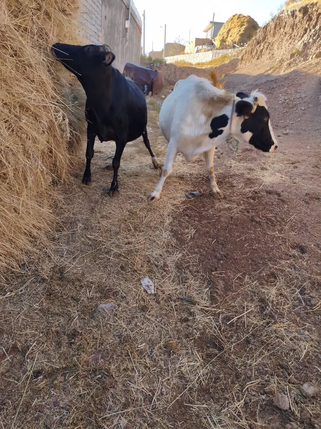 دو عدد گاو آبستان سنگین|حیوانات مزرعه|هشترود, |دیوار