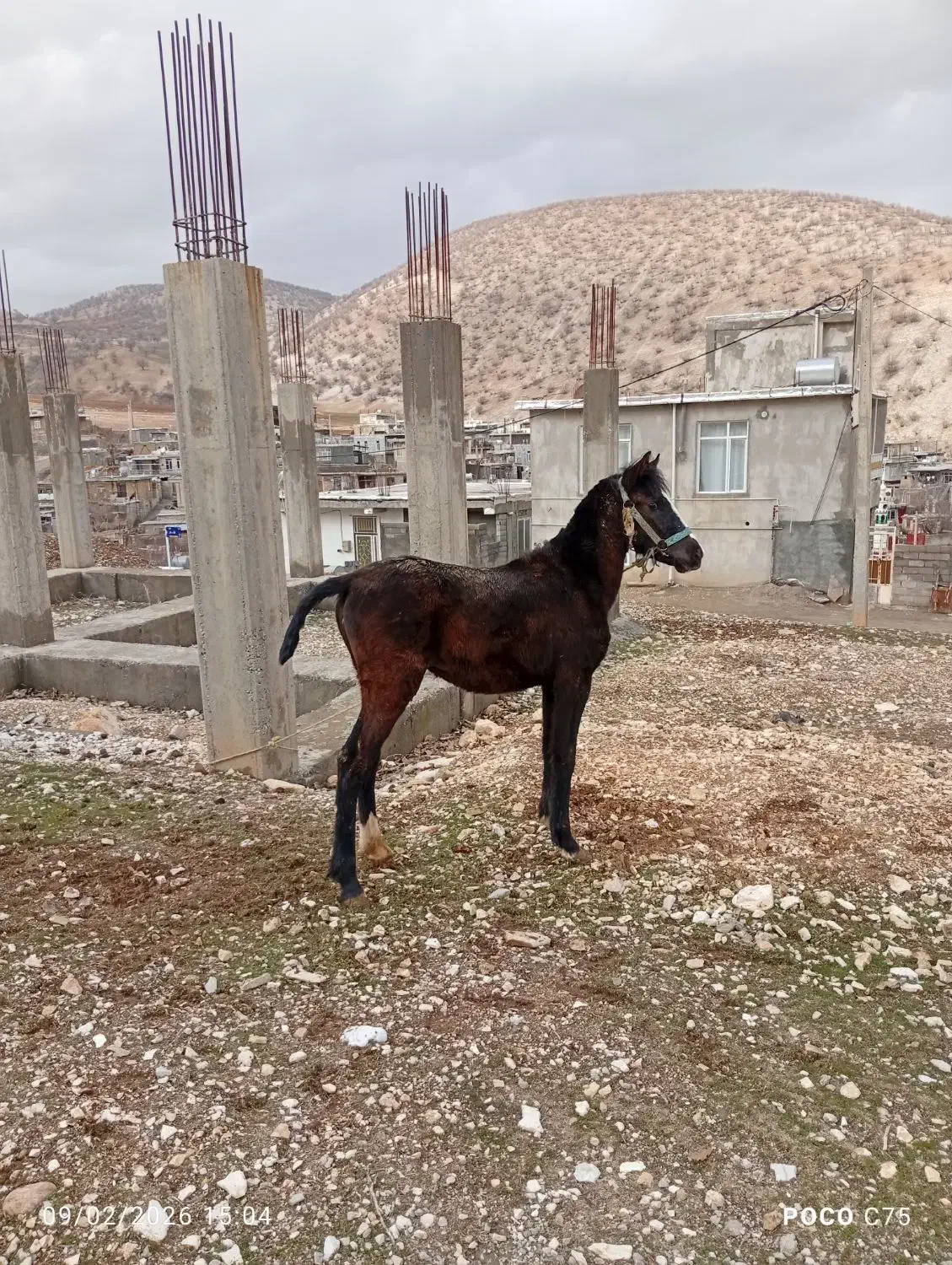 اسب مادیان|اسب و تجهیزات اسب‌سواری|جوانرود, |دیوار