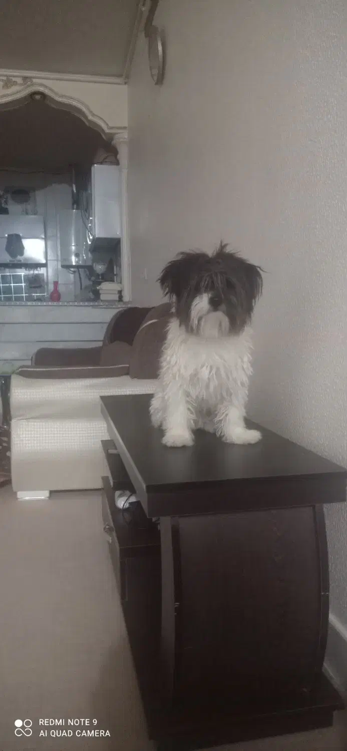 سگ پاپی|سگ|داران, |دیوار