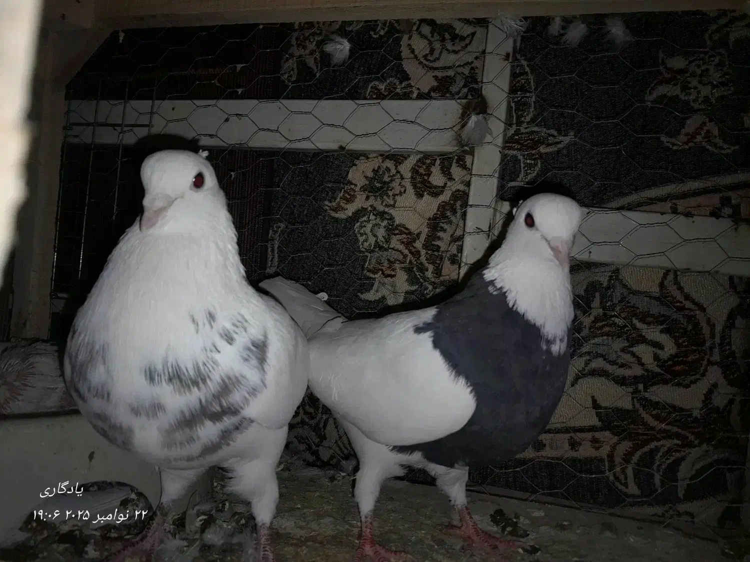 بشرط ۱بشرط|پرنده|مشهد, انصار|دیوار