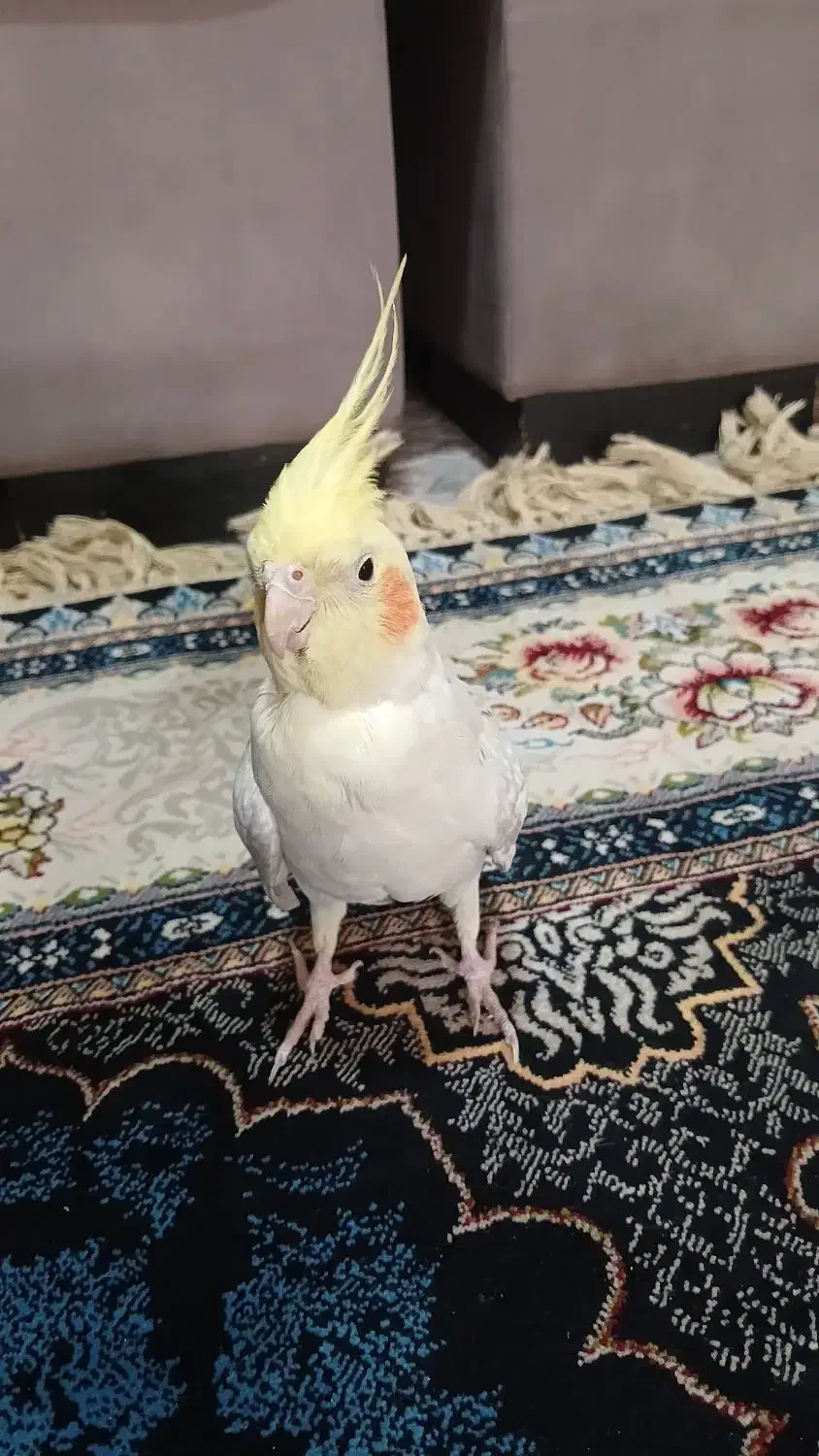 عروس هلندی|پرنده|کرج, کمال‌شهر|دیوار