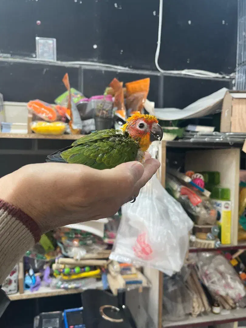 پخش طوطی‌راهب وخورشیدی سرلاکی با تضمین سلامت|پرنده|تهران, جیحون|دیوار