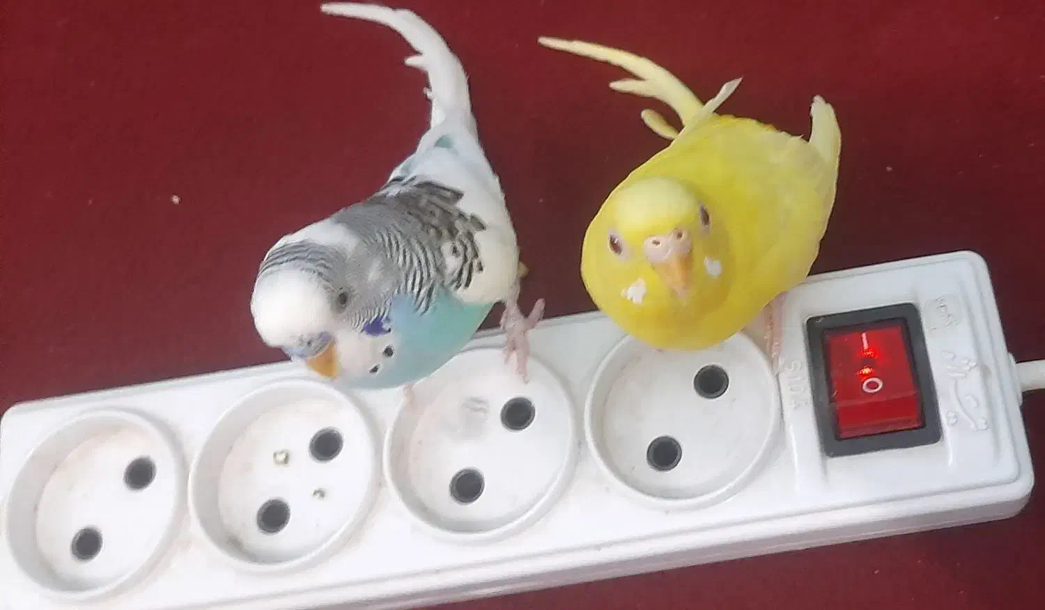 پرنده|پرنده|بندر کنگان, |دیوار