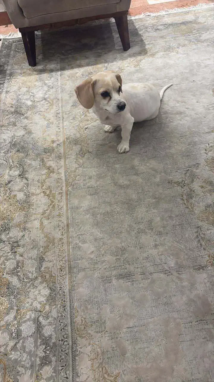 یک عدد شیتزو اشپیتز|سگ|تهران, تهرانپارس جنوبی|دیوار