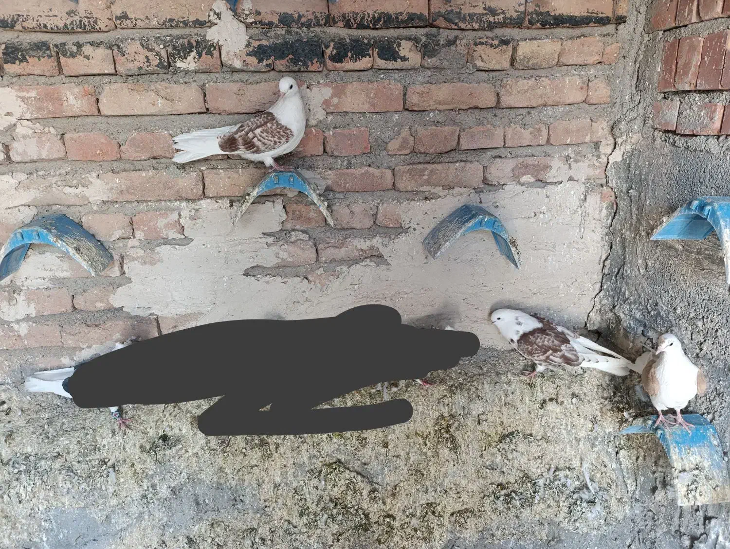 کبوتر پشتار|پرنده|خسروشاه, |دیوار