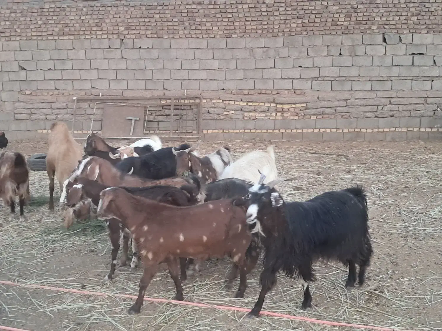 ۱۶ راس بز دو رگه|حیوانات مزرعه|باشتین, |دیوار