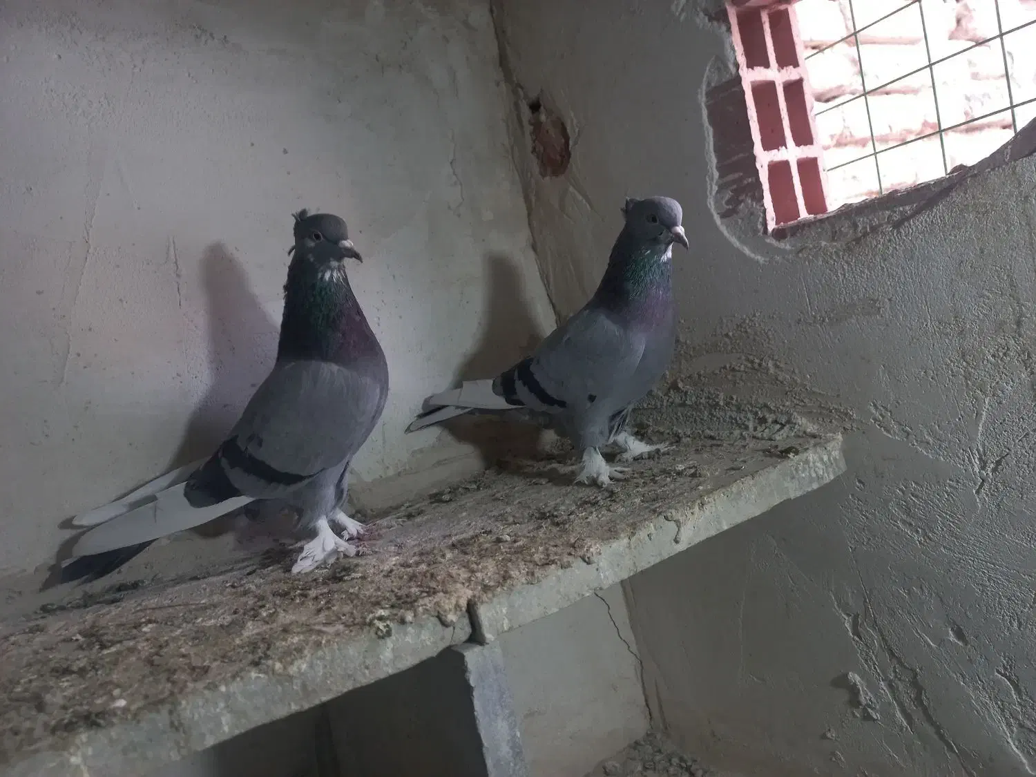 شازده سبز|پرنده|اردبیل, |دیوار