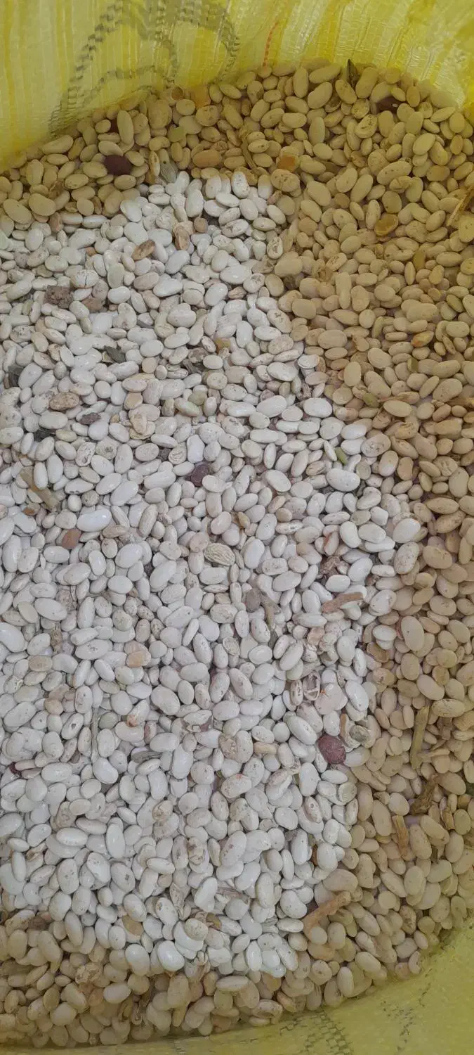 یک تن لوبیا سفید هلندی|عمده‌فروشی|صحنه, |دیوار