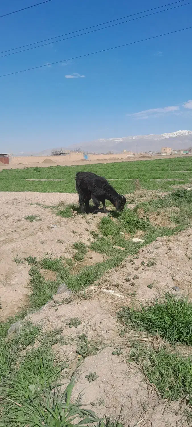 بزغاله ماده|حیوانات مزرعه|نیشابور, چمبران|دیوار