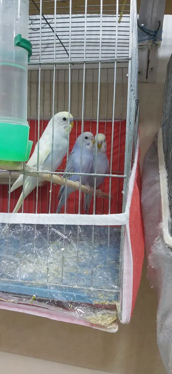 مرغ عشق اسپانگل رنگ های خاص|پرنده|مهاباد (آذربایجان غربی), |دیوار