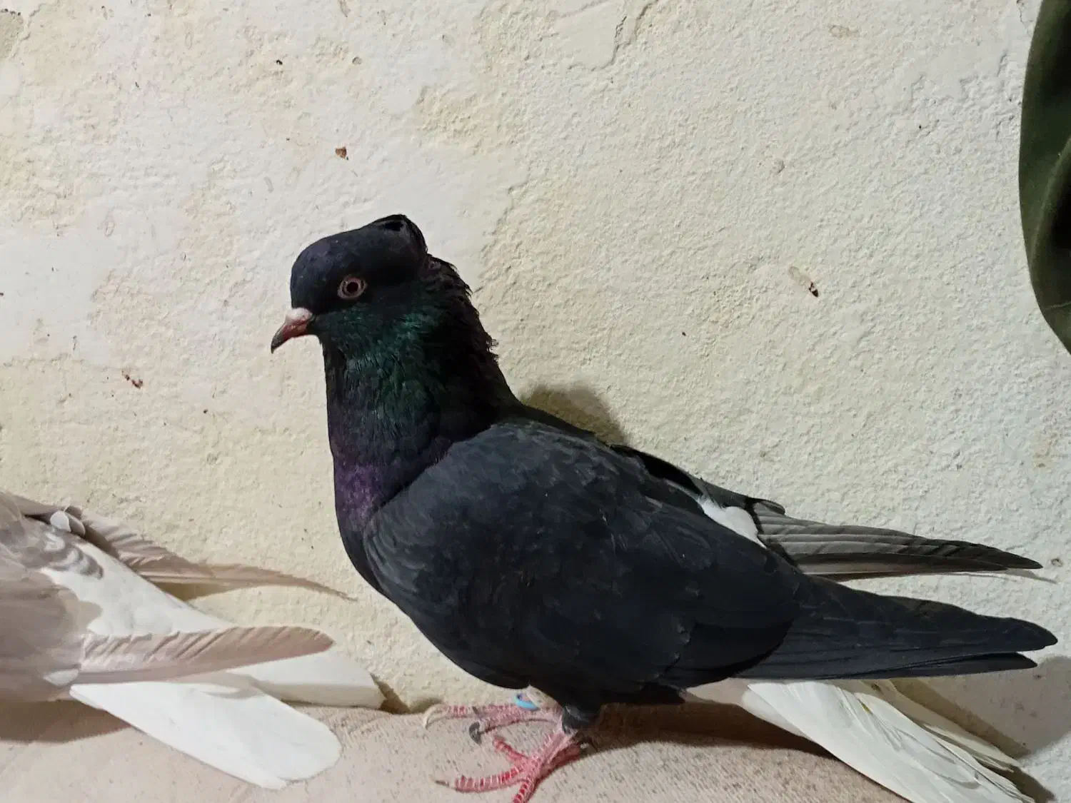 کبوتر|پرنده|کرمانشاه, |دیوار