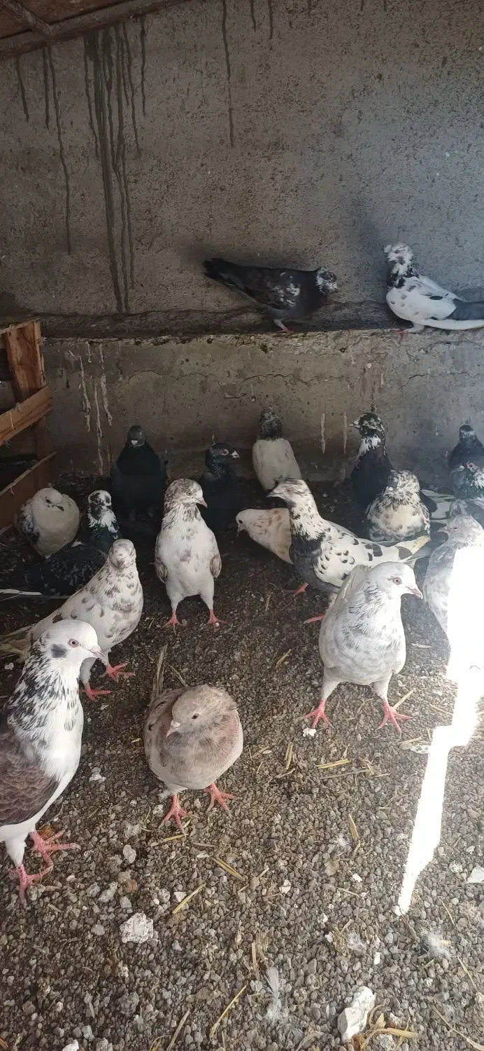 فروش کفتر|پرنده|ویلکیج, |دیوار