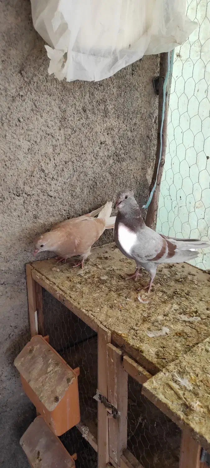 کفتر کبوتر جوجه|پرنده|هشتگرد, قاسم آباد بزرگ|دیوار