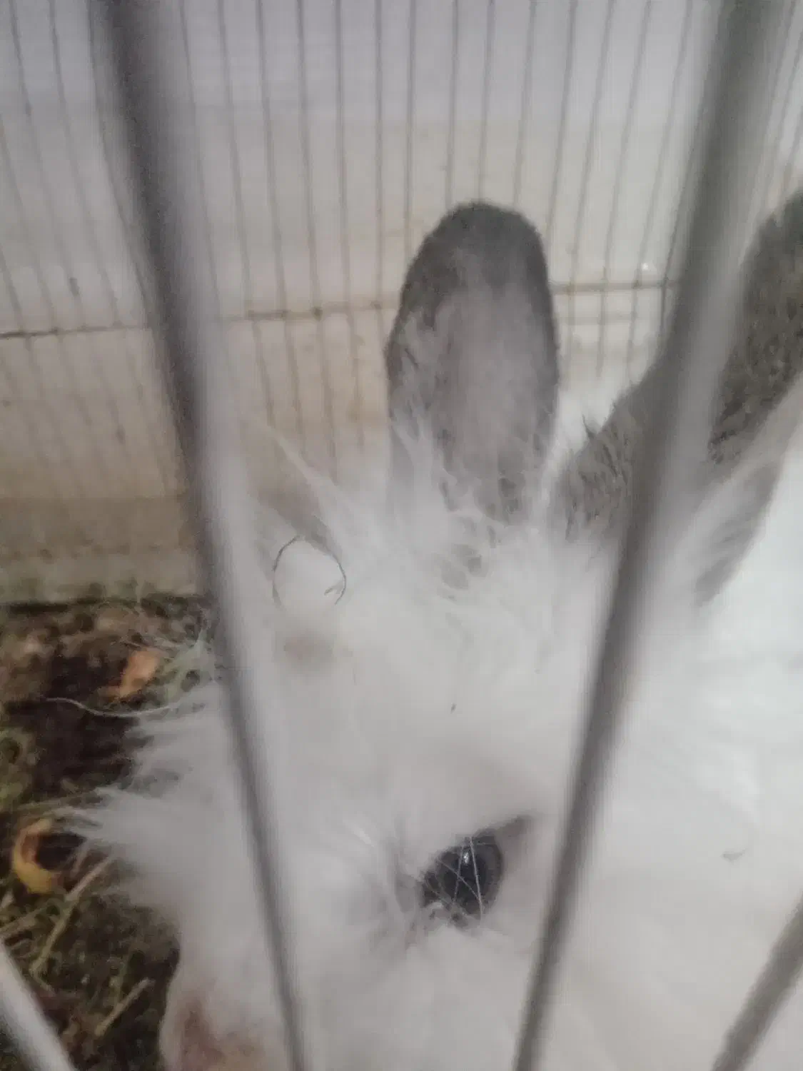 خرگوش|موش و خرگوش|خواف, |دیوار