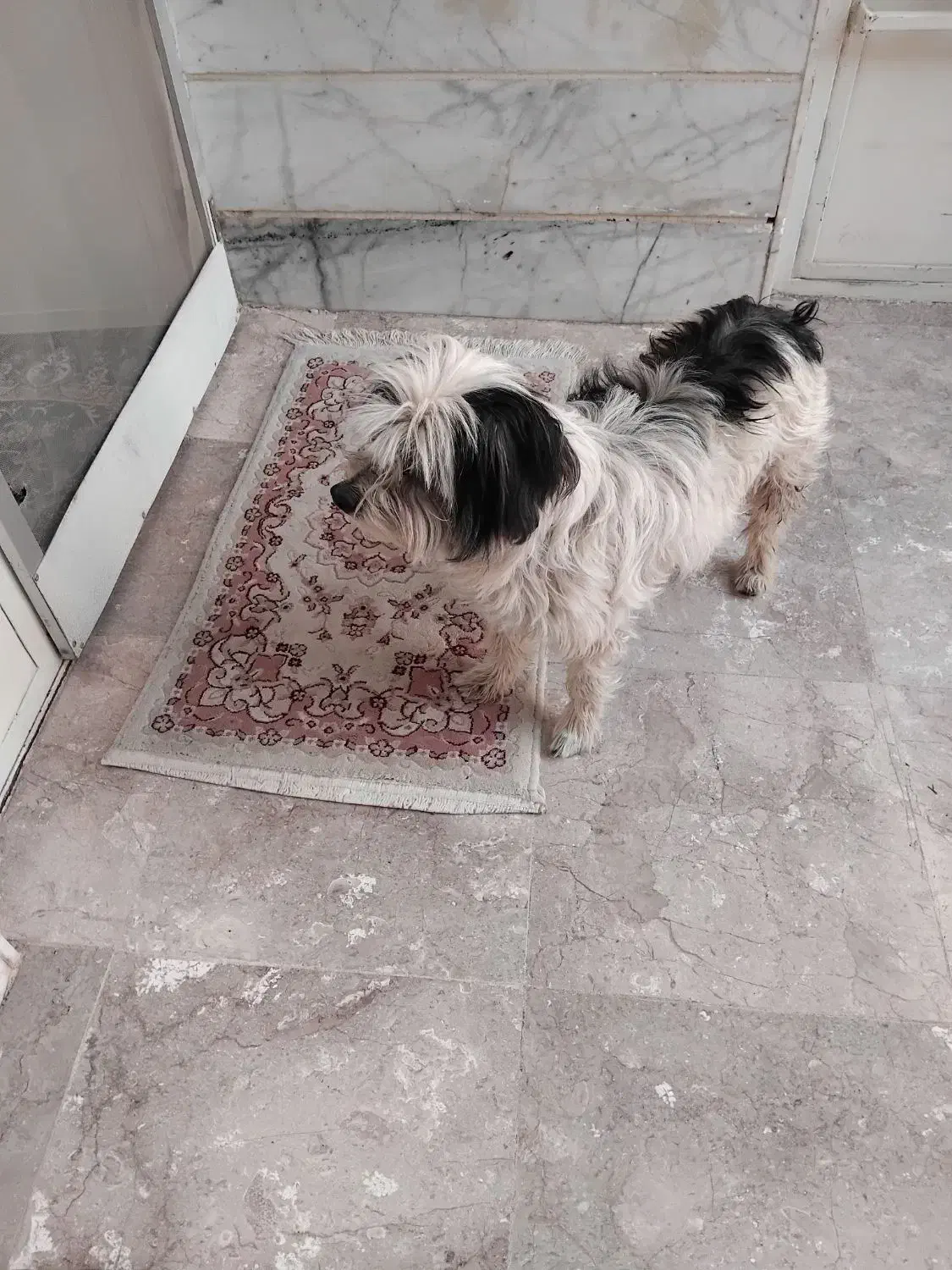 سگ شیتزو|سگ|بشاریات, |دیوار