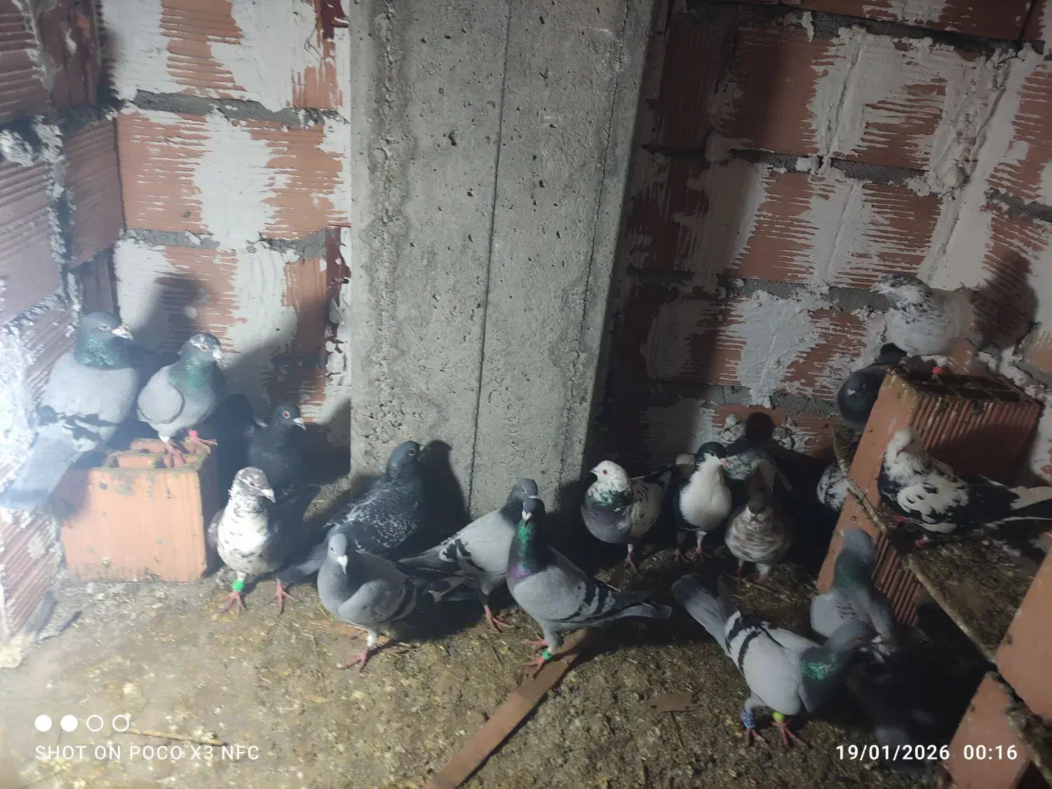 کبوتر|حیوانات|گرگان, |دیوار