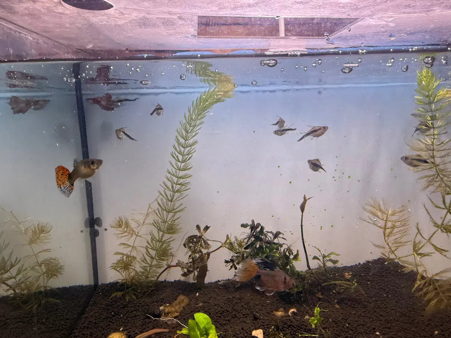 ماهی گیاهخوار|ماهی|تهران, شیوا|دیوار