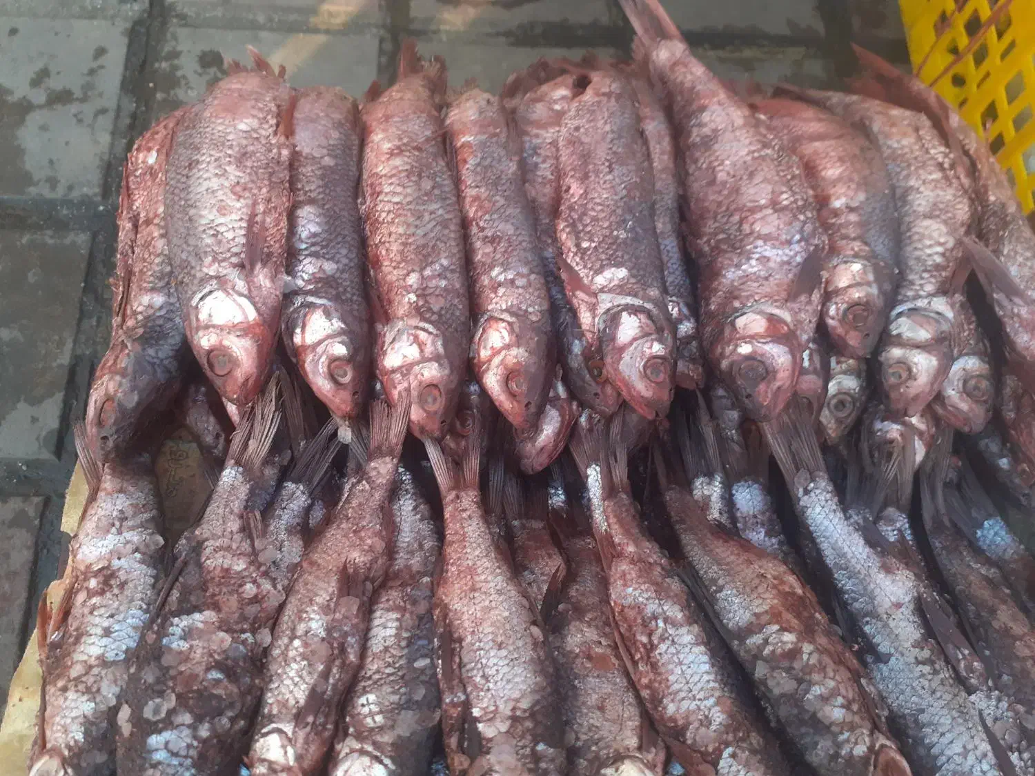 دودی|ماهی|صومعهسرا, |دیوار