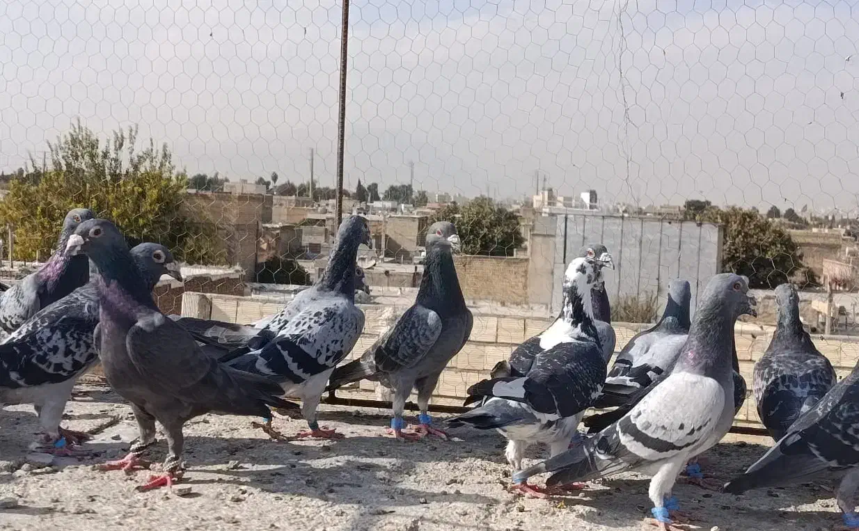 کفتر سبزوکوهی پلاکی زرنگ هوایی|پرنده|شیراز, شیخ علی چوپان|دیوار