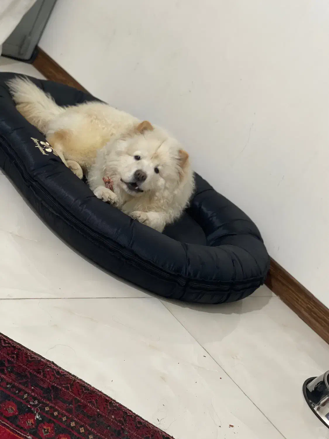 سگ چاو چاو|سگ|فردیس, منظریه|دیوار