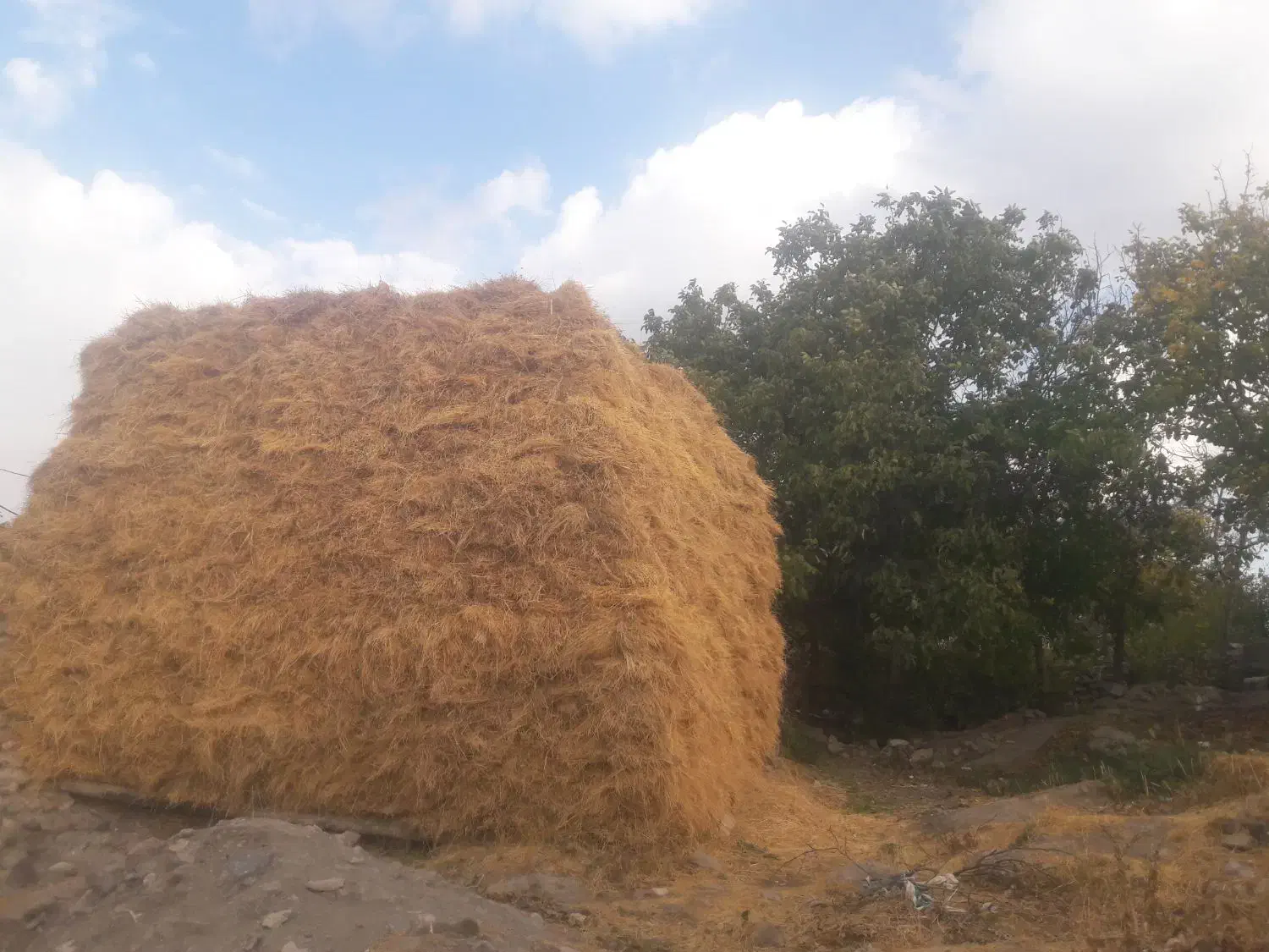 علف دست بسته شده ۱۰۰۰عدد برای فوروش|لوازم جانبی حیوانات|خلخال, |دیوار