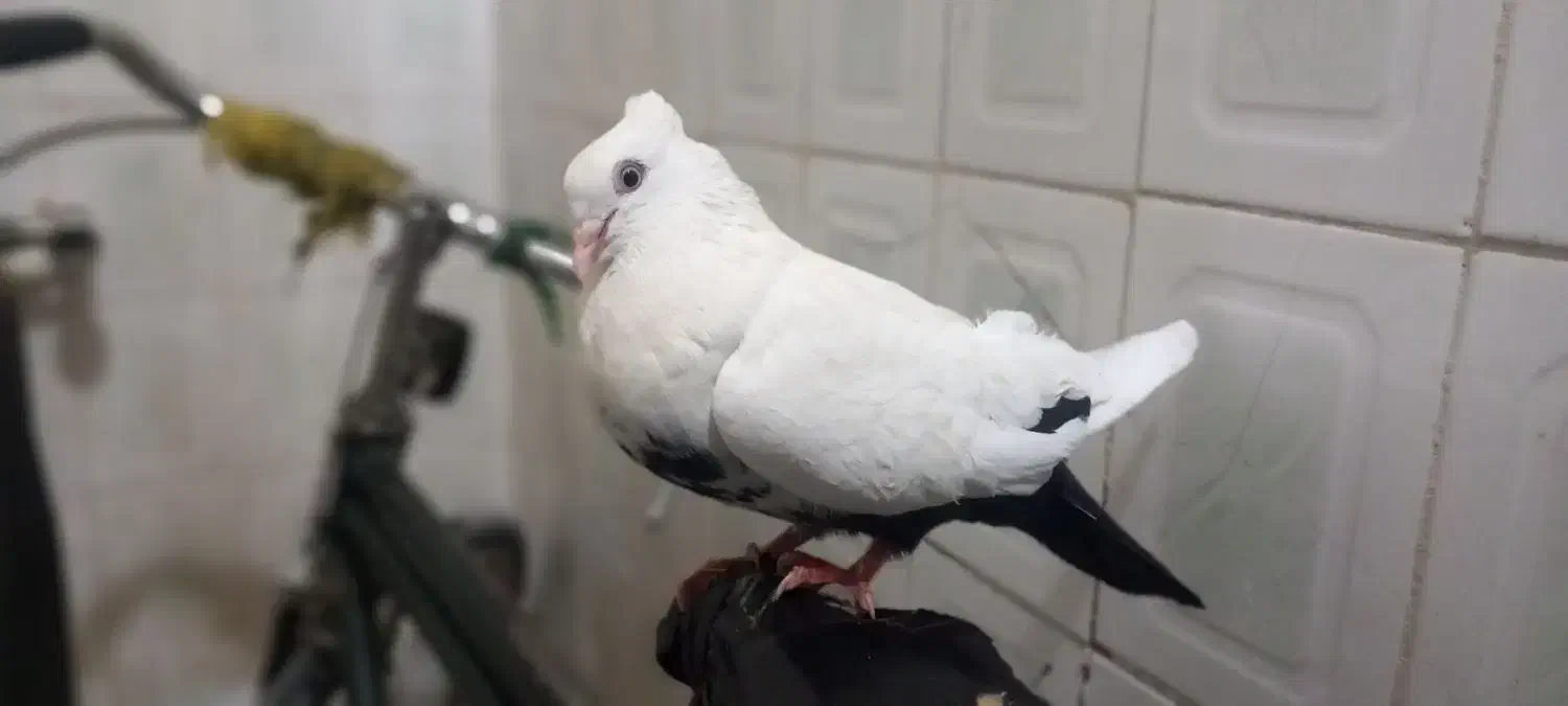 کفتر دمبی|پرنده|خرمشهر, |دیوار