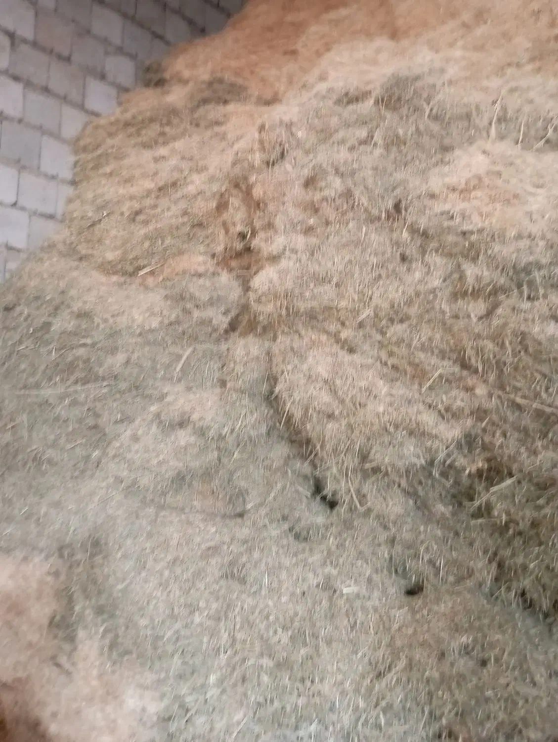 کاه|لوازم جانبی حیوانات|خلیفان, |دیوار