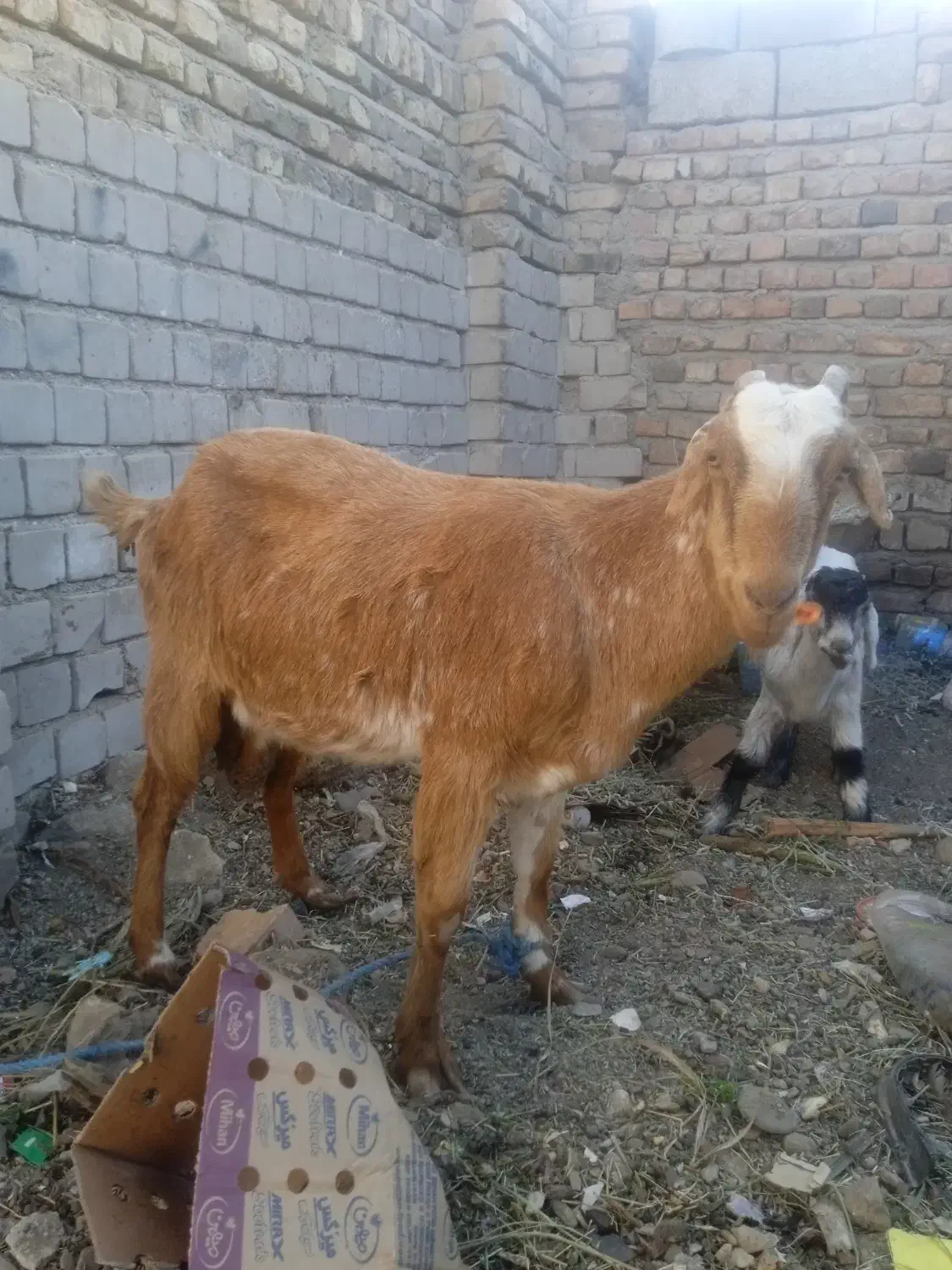 بز سه قلو زا|حیوانات مزرعه|ایرانشهر, |دیوار