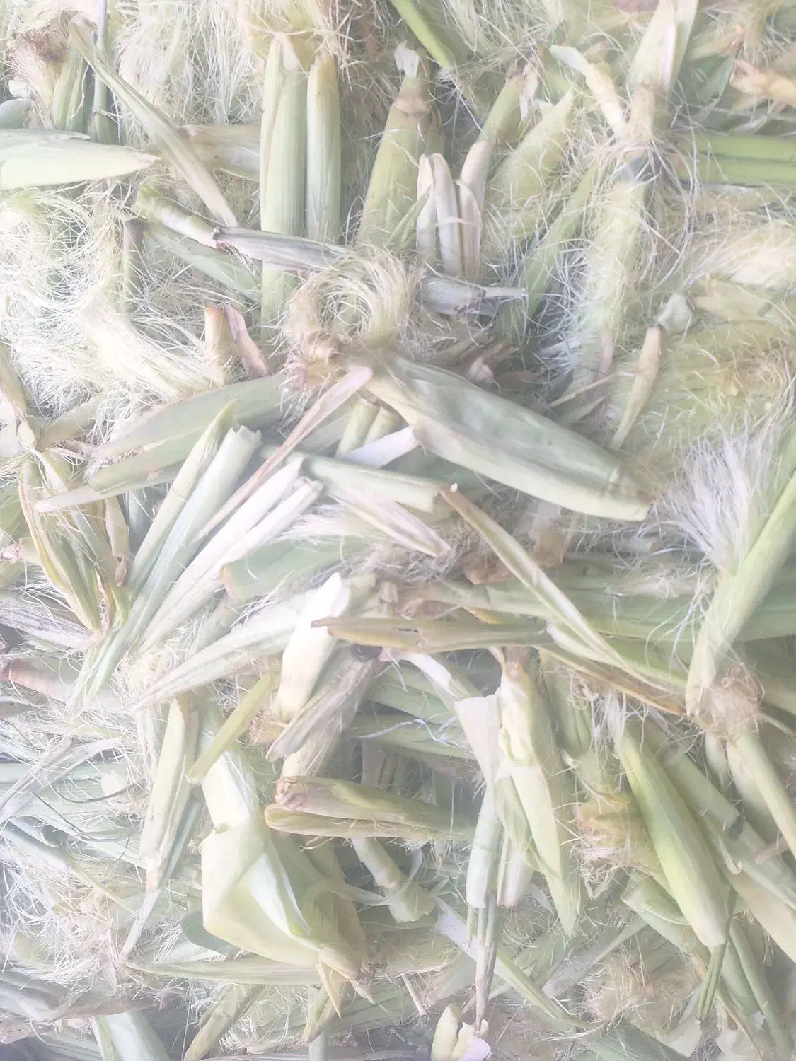 پوست بلال|لوازم جانبی حیوانات|همدان, |دیوار