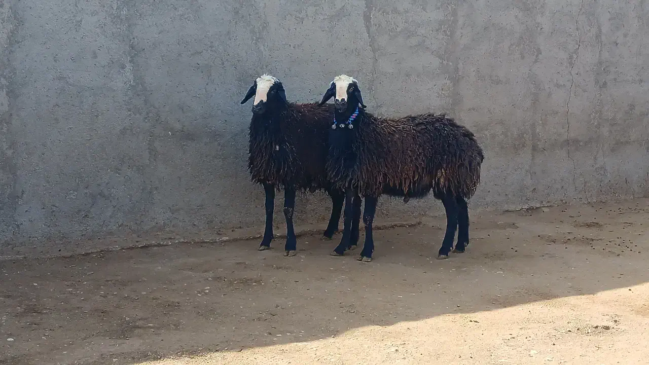 دامداری به نرخ زیر قیمت البته بدون دلال|حیوانات مزرعه|شیراز, حومه شیراز|دیوار