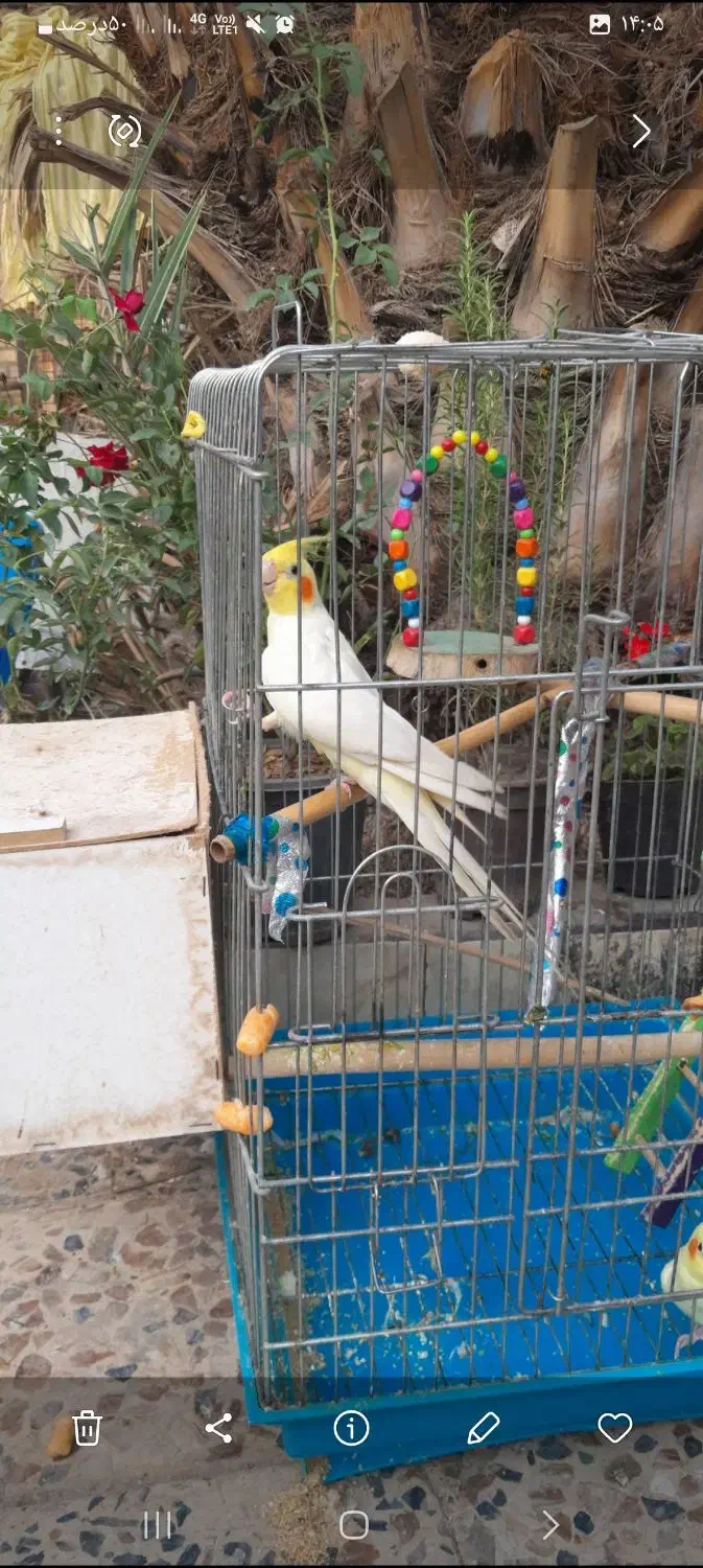 جفت عروس پاریس|پرنده|کارون, |دیوار